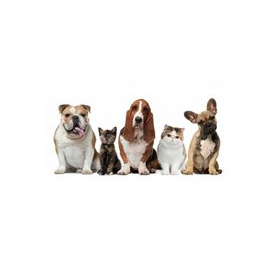 Animals (Мордвинова Яна Вячеславовна)